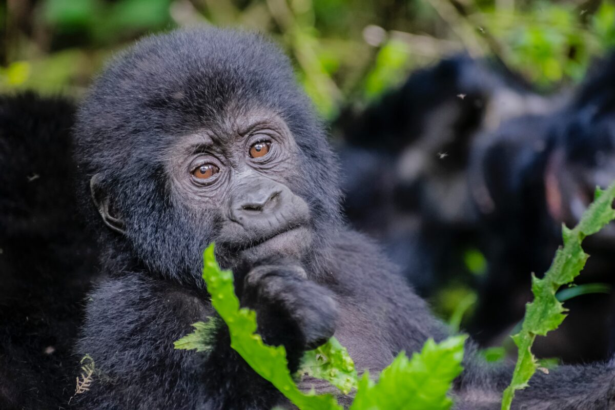 3-Day Rwanda Gorilla Safari: From Kigali to Volcano National Park