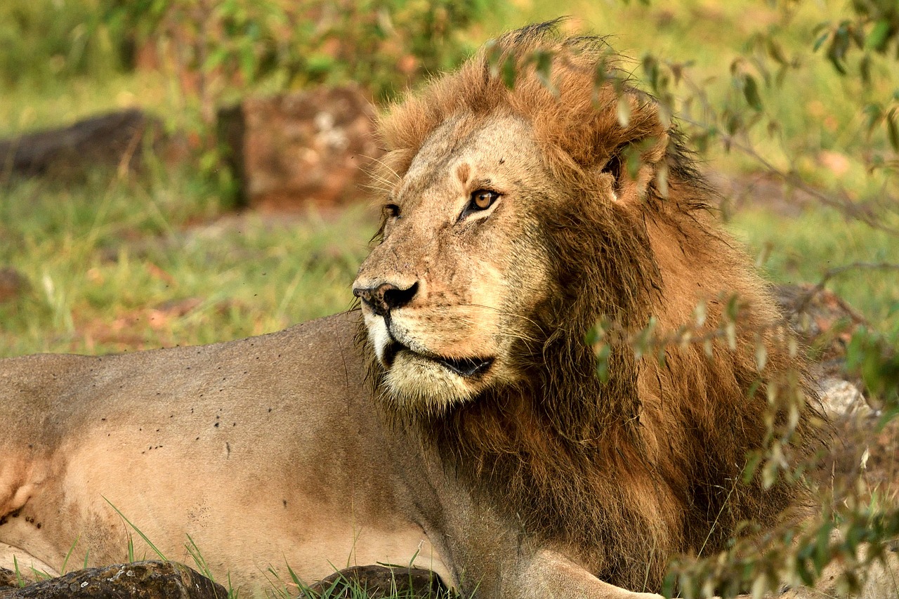 Luxury Safari Retreat Amboseli and Tsavo Adventure