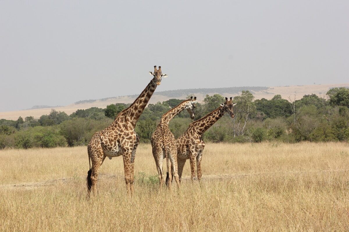 Nairobi National Park Wildlife Safari with Giraffe Centre Delight